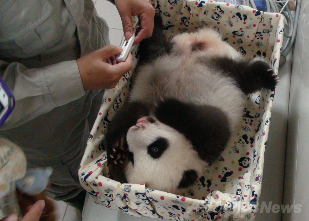 【特集】台湾の赤ちゃんパンダ成長記