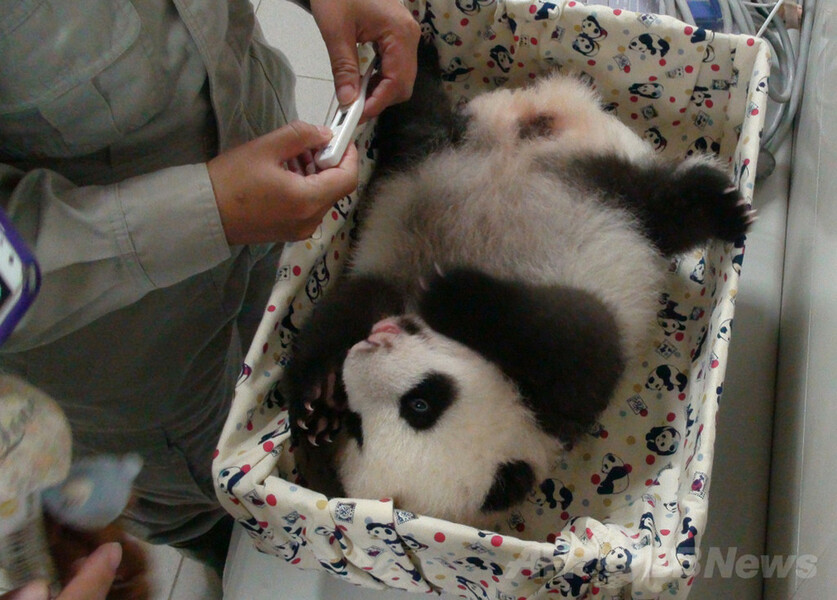 【特集】台湾の赤ちゃんパンダ成長記