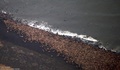 米アラスカ（Alaska）州の海岸に集まった推定3万5000頭のセイウチの一部。米海洋大気局（US National Oceanic and Atmospheric Administration、NOAA）提供（2014年9月27日撮影、10月1日提供）。(c)AFP/NOAA/COREY ACCARDO