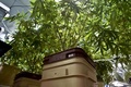 メキシコの首都メキシコ市の秘密の温室で医療目的用に栽培されている大麻草（2015年11月30日撮影）。(c)AFP/Yuri CORTEZ