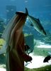 アラブ首長国連邦ドバイ（Dubai）の人工島「パームジュメイラ（Palm Jumeirah）」に開発された超大型リゾート・ホテル「アトランティス（Atlantis）」内にある中東最大級の水族館（2008年7月1日撮影）。(c)AFP/MARWAN NAAMANI