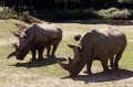 仏トワリー動物園で飼育されるサイ2頭（2002年7月31日撮影、資料写真）。(c)AFP/JACK GUEZ