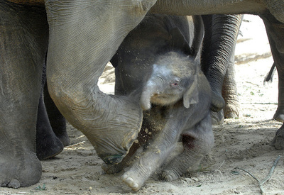 オランダの動物園で仁義なき権力闘争、ゾウ4頭の引き取り先を探す