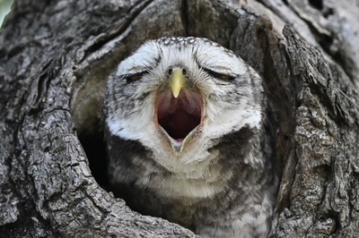 【今日の1枚】ああ、眠いよう タイ