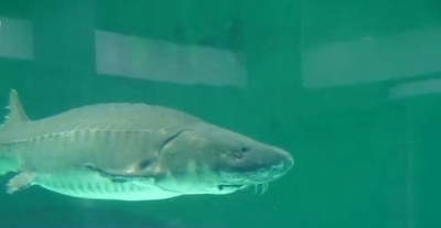 「水中ジャイアントパンダ」の人工繁殖 約2000匹が健全に生育 上海