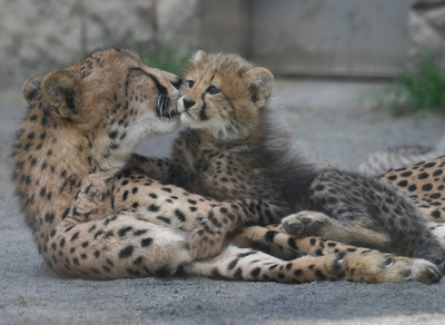 ふさふさ三つ子の赤ちゃんチーター、多摩動物公園で人気