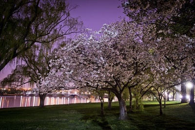 幻想的、米首都ワシントンの夜桜