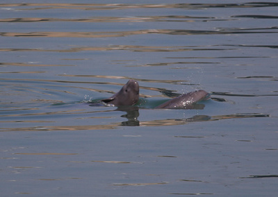 恋の季節を迎える長江のスナメリたち 中国