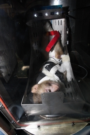 イランがサルを宇宙空間へ、今夏打ち上げの国産ロケットで