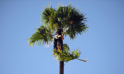 ヤシの木に登り剪定作業、サンセット大通りで