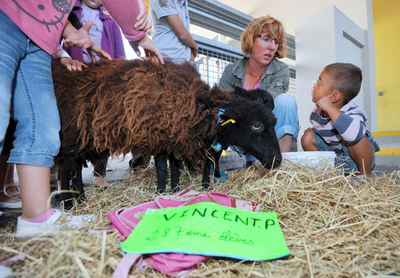 仏小学校の新入生はヒツジ、切実なその理由とは…？