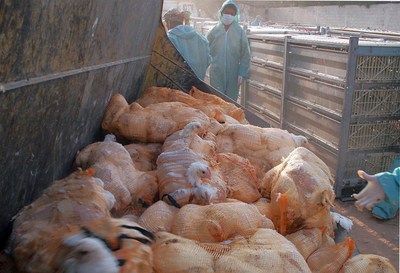 サウジアラビアで鳥インフルエンザが新たに発生、21万6000羽を処分へ