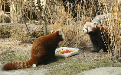 ドイツのアカパンダ「お食事の時間です」