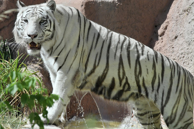 ホワイトタイガー2頭が飼育員かみ殺す インド国立公園