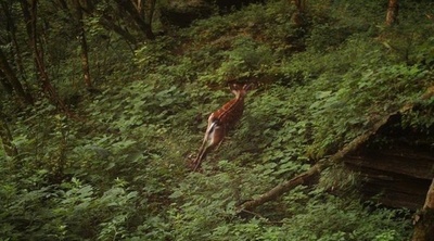 希少のニホンジカを含む野生動物を発見、湖北省の自然保護区で
