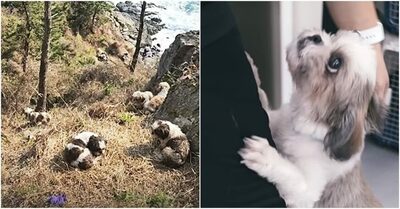 韓国・高さ10メートルの崖下に遺棄された5匹のシーズー、致死率トップ級の感染症や骨折を乗り越え「奇跡の激変」