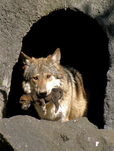 野生では絶滅した灰色オオカミ、動物園で7匹出産 - メキシコ