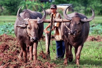 「食べられたくない」？ カンボジア首都で水牛が大暴れ