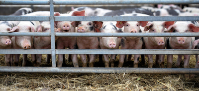 水質汚染を防げ！台湾でブタにトイレトレーニング