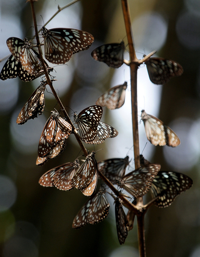インド・バンガロールのオオカバマダラ