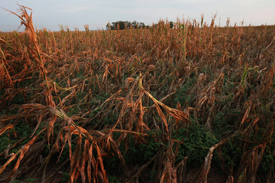 米国産トウモロコシの干ばつ耐性が低下、米研究