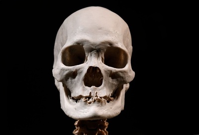 「DNAバーコード」大規模解析、進化の新事実が浮き彫りに