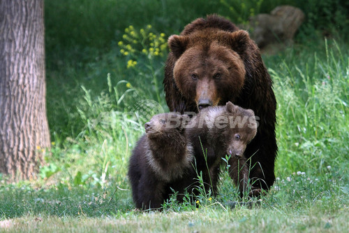 カムチャッカヒグマの双子が公園デビュー チェコ 写真11枚 ファッション ニュースならmode Press Powered By Afpbb News