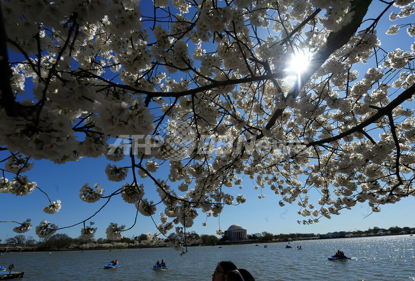 「日米友好の桜」が満開に、米ワシントンD.C.