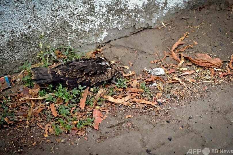 過酷な熱波、鳥も脱水症状に インド