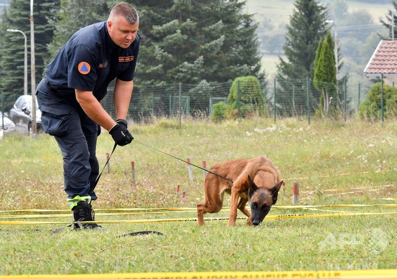 訓練は ゲーム ボスニアの地雷探知犬 世界で活躍 写真14枚 国際ニュース Afpbb News