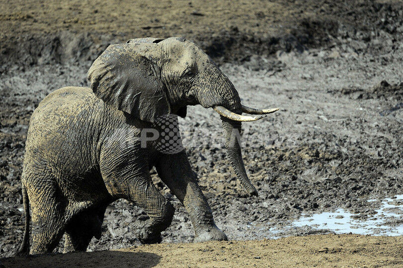 ケニアのゾウ個体数、密猟横行でも増加