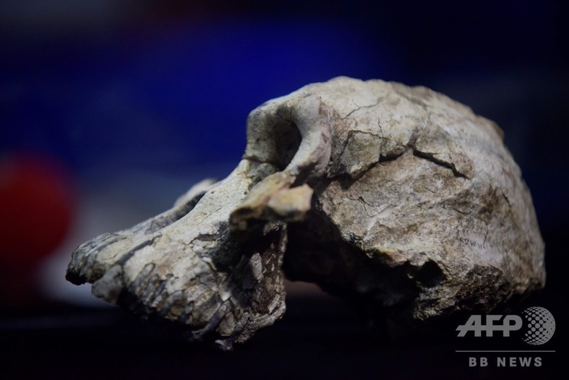 初期人類の頭蓋骨発見 380万年前 人類進化の理解に新たな鍵 写真14枚 国際ニュース Afpbb News