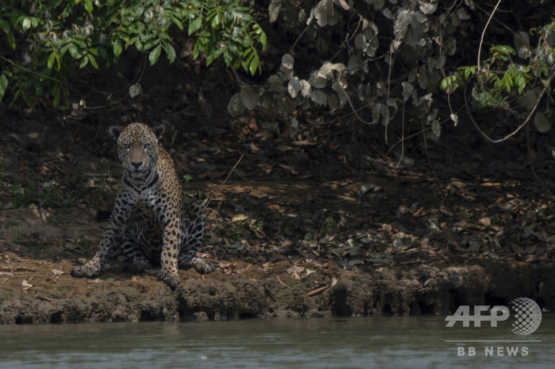 パンタナル湿原の火災 一刻を争う動物救援活動 ブラジル 写真23枚 国際ニュース Afpbb News