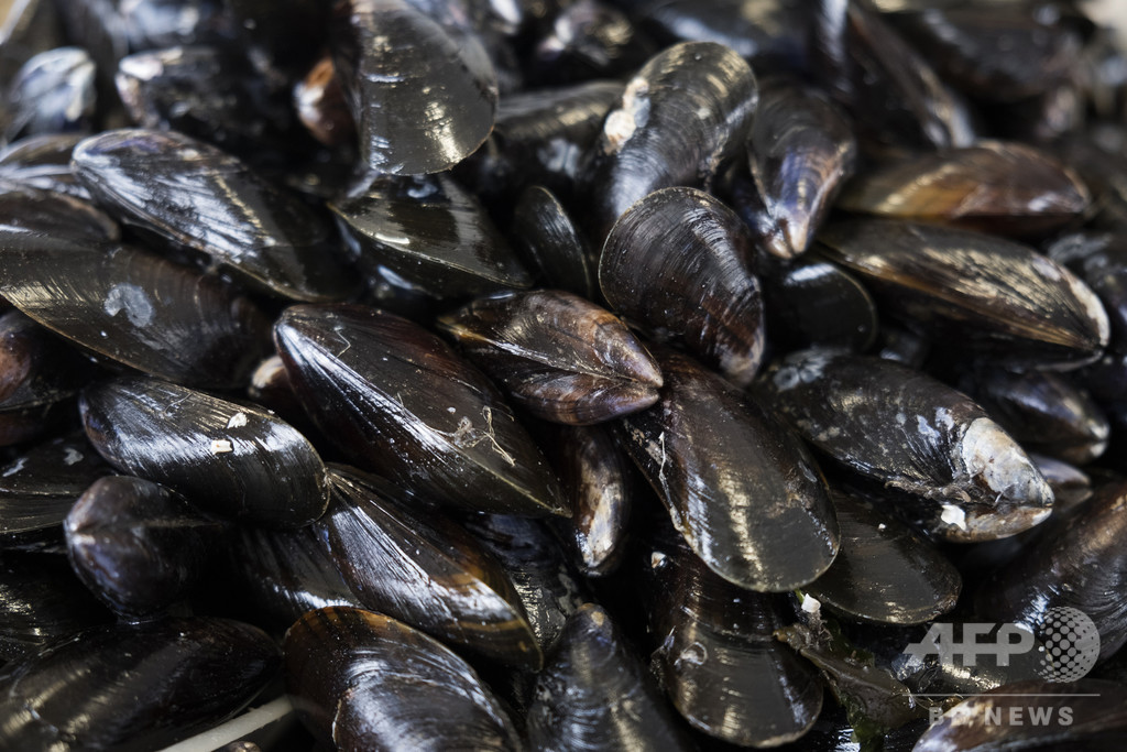 海温上昇で「生きゆで」に… NZで最大50万個の貝死ぬ 海温上昇で「生きゆで」に… NZで最大50万個の貝死ぬ