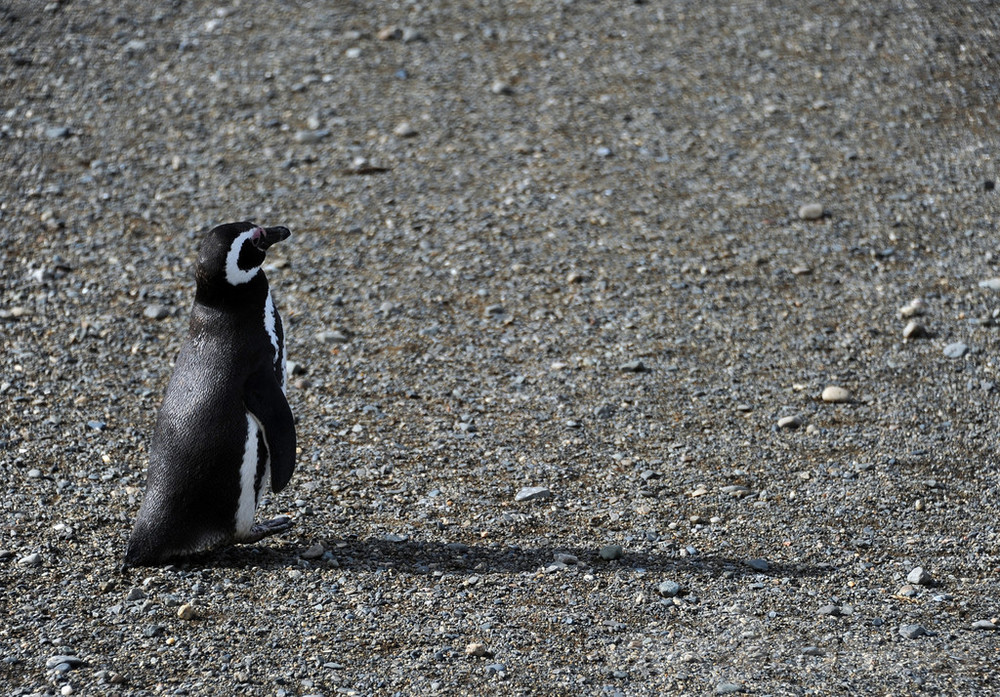 地球温暖化 ペンギンの楽園にも影響の恐れ チリ 写真6枚 国際ニュース Afpbb News