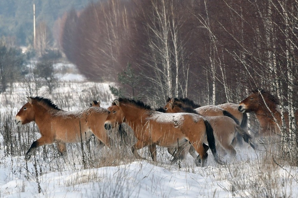 野生馬 地球上からすでに絶滅していた Dna分析で判明 写真2枚 国際ニュース Afpbb News