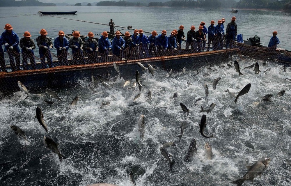 晴れた朝に沸き立つ湖面、中国・千島湖で春の漁 写真15枚 国際ニュース