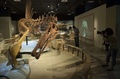 米首都ワシントン（Washington D.C.）のナショナルジオグラフィック博物館（National Geographic Museum）で新たに始まる肉食恐竜「スピノサウルス・エジプティアクス（Spinosaurus aegyptiacus）」の骨格展示（2014年9月11日撮影）。(c)AFP/Saul LOEB