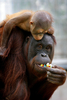 写真は6日、オランダのOuwehands動物園でイースターエッグをもらうオランウータンの赤ちゃん。(c)AFP/VINCENT JANNINK