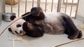 台湾の台北市立動物園で飼育されているパンダの「団団（トゥアントゥアン）」。同園提供（撮影日不明、2022年10月27日公開）。(c)AFP PHOTO / Taipei Zoo
