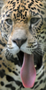 ホンジュラスの首都テグシガルパ（Tegucigalpa）北部の動物園では、動物たちが思い思いに時を過ごしている。写真はあくびをするジャガー（2012年7月12日撮影）。(c)AFP/Orlando SIERRA