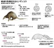 地球上の動物で最も多くの不正取引が行われ、絶滅が危惧されているセンザンコウについてまとめた図解。(c)AFP/John SAEKI
