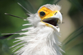 ドイツの首都ベルリン（Berlin）のベルリン動物園（Tierpark Friedrichsfelde）で撮影されたヘビクイワシ（2010年6月15日撮影）。(c)AFP/BARBARA SAX