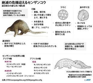 【図解】絶滅の危機迎えるセンザンコウ、違法取引の最も多い哺乳類