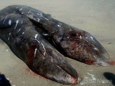 2頭のクジラ 胴体が結合したクジラ2頭の死骸、メキシコ海岸で見つかる 写真3