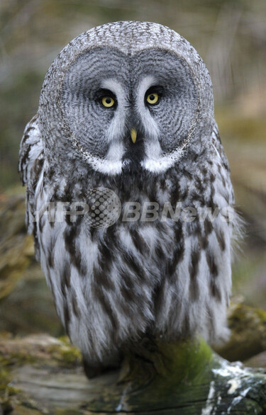 ストックホルムのカラフトフクロウ 写真1枚 国際ニュース：AFPBB News