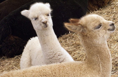 鳥インフルH5N1、アルパカから初検出 米アイダホ州