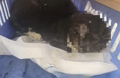 野良猫に火をつける虐待か…韓国・大田で相次ぐ不審死、警察が捜査開始
