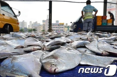 初夏の味覚マナガツオ、韓国で価格が天井知らずの上昇