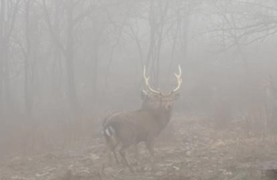 山岳地帯にたたずむ「華南梅花鹿」 杭州・臨安